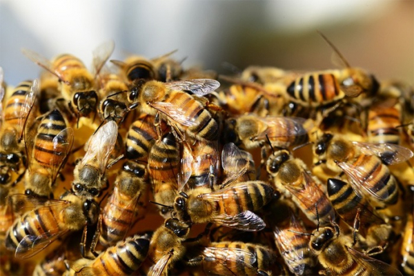 Včelstva na Vysočině mají za sebou preventivní prohlídku