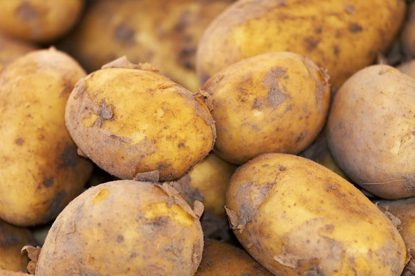 Ministerstvo zemědělství: Pěstitelé brambor se mohou sdružovat do organizací producentů